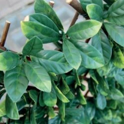 Tenax Künstliche Hecke Divy 3D X-Tens Osmanthus 1 M X 2 M Grün -Doppler Verkäufe 2024 02929116901 11018400 CU 04