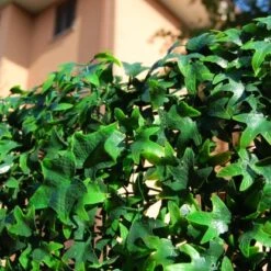 Tenax Künstliche Hecke Divy 3D Helix 0,5 M X 1 M Grün -Doppler Verkäufe 2024 02929126078 11018400 CU 02