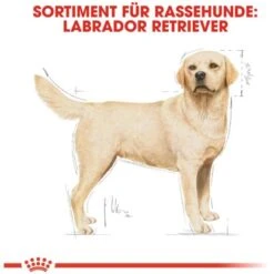 Royal Canin Labrador Retriever Adult Hundefutter Trocken 12 Kg -Doppler Verkäufe 2024 318255071564 3180 2