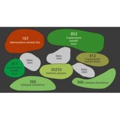 Dennerle Plants Aquariumpflanzen-Set Für 60 Cm Aquarium 16 Pflanzen -Doppler Verkäufe 2024 35195 3565 9162 pflanzplan