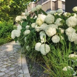 BellissaHortensien Stütze Annabelle 75 Cm Grün 2er Set 22 BellissaHortensien Stütze Annabelle 75 Cm Grün 2er Set -Doppler Verkäufe 2024 4042897935092 3533 AB 01