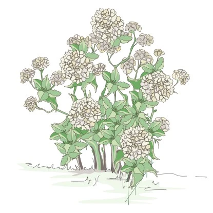 BellissaHortensien Stütze Annabelle 75 Cm Grün 2er Set 6 BellissaHortensien Stütze Annabelle 75 Cm Grün 2er Set – Bild 4