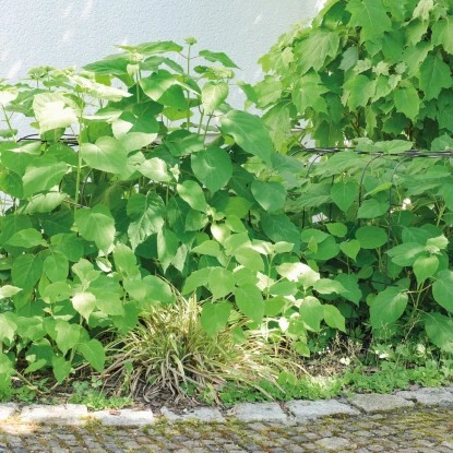 BellissaHortensien Stütze Annabelle 75 Cm Grün 2er Set 8 BellissaHortensien Stütze Annabelle 75 Cm Grün 2er Set – Bild 6