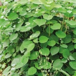 BellissaHortensien Stütze Annabelle 75 Cm Grün 2er Set 21 BellissaHortensien Stütze Annabelle 75 Cm Grün 2er Set -Doppler Verkäufe 2024 4042897935092 3533 A 03