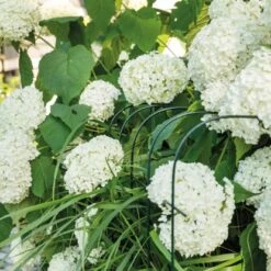 BellissaHortensien Stütze Annabelle 75 Cm Grün 2er Set 23 BellissaHortensien Stütze Annabelle 75 Cm Grün 2er Set -Doppler Verkäufe 2024 4042897935092 3533 CU 01