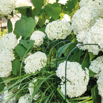 BellissaHortensien Stütze Annabelle 75 Cm Grün 2er Set 12 BellissaHortensien Stütze Annabelle 75 Cm Grün 2er Set – Bild 10