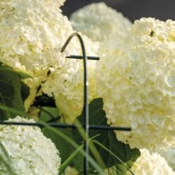 BellissaHortensien Stütze Annabelle 75 Cm Grün 2er Set 25 BellissaHortensien Stütze Annabelle 75 Cm Grün 2er Set -Doppler Verkäufe 2024 4042897935092 3533 CU 03