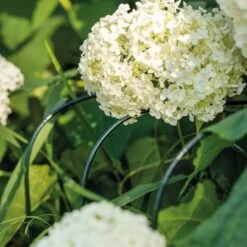 BellissaHortensien Stütze Annabelle 75 Cm Grün 2er Set 24 BellissaHortensien Stütze Annabelle 75 Cm Grün 2er Set -Doppler Verkäufe 2024 42897935092 3533 CU 01.jpg