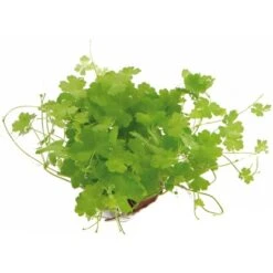 Dennerle Plants Aquariumpflanzen Set Nano Für 30 Liter Aquarien 7 Pflanzen -Doppler Verkäufe 2024 7351844 3565 1