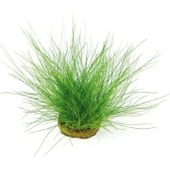 Dennerle Plants Aquariumpflanzen Set Nano Für 30 Liter Aquarien 7 Pflanzen -Doppler Verkäufe 2024 7351844 3565 2