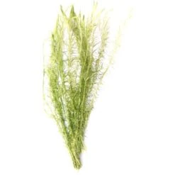 Dennerle Plants Aquariumpflanzen Set Nano Für 30 Liter Aquarien 7 Pflanzen -Doppler Verkäufe 2024 7351844 3565 3