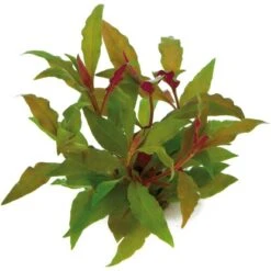 Dennerle Plants Aquariumpflanzen-Set Für 60 Cm Aquarium 16 Pflanzen -Doppler Verkäufe 2024 735195 3565 5