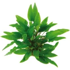 Dennerle Plants Aquariumpflanzen-Set Für 60 Cm Aquarium 16 Pflanzen -Doppler Verkäufe 2024 735195 3565 6