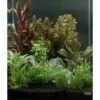 Dennerle Plants Aquariumpflanzen-Set Für 60 Cm Aquarium 16 Pflanzen -Doppler Verkäufe 2024 735195 3565 9160 1