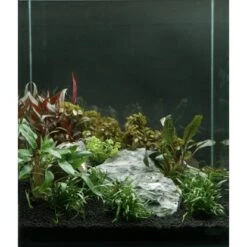 Dennerle Plants Aquariumpflanzen-Set Für 60 Cm Aquarium 16 Pflanzen -Doppler Verkäufe 2024 735195 3565 9160 2