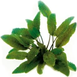 Dennerle Plants Aquariumpflanzen-Set Für 80 Cm Aquarium 16 Pflanzen -Doppler Verkäufe 2024 735196 35625 5