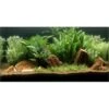 Dennerle Plants Aquariumpflanzen-Set Für 80 Cm Aquarium 16 Pflanzen -Doppler Verkäufe 2024 735196 3565 9160 1