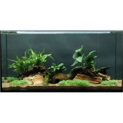 Dennerle Plants Aquariumpflanzen-Set Deko 80 Cm - 120 Cm Aquarium 12 Pflanzen 3 Dennerle Plants Aquariumpflanzen-Set Deko 80 Cm - 120 Cm Aquarium 12 Pflanzen