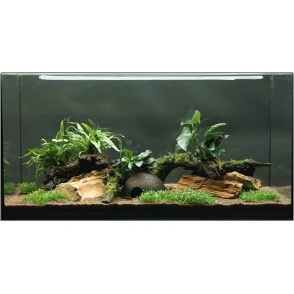 Dennerle Plants Aquariumpflanzen-Set Deko 80 Cm - 120 Cm Aquarium 12 Pflanzen 4 Dennerle Plants Aquariumpflanzen-Set Deko 80 Cm - 120 Cm Aquarium 12 Pflanzen – Bild 2