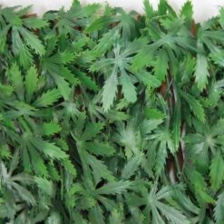 Tenax Künstliche Hecke Divy 3D X-Tens Acer Palmatum 1 M X 2 M Grün -Doppler Verkäufe 2024 8002929125996 11018400 7