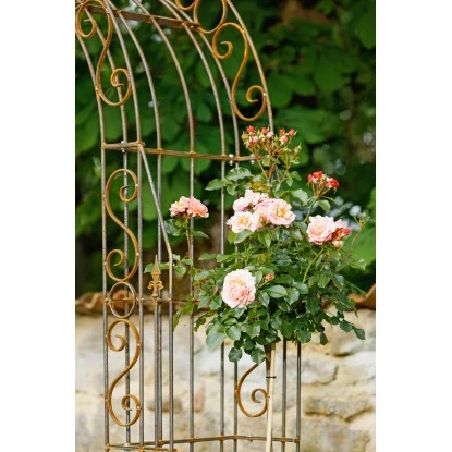 Eleo Rosenbogen Calabria 234 Cm X 160 Cm X 50 Cm Unbeschichtet 5 Eleo Rosenbogen Calabria 234 Cm X 160 Cm X 50 Cm Unbeschichtet – Bild 3