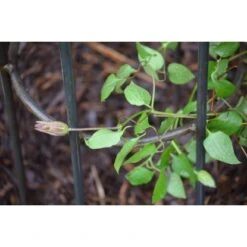 Eleo Obelisk Messina Klein Unbeschichtet -Doppler Verkäufe 2024 945145 4915 3