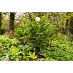 Eleo Pflanzenstütze Grosetto 95 Cm X Ø 68 Cm Unbeschichtet 6 Eleo Pflanzenstütze Grosetto 95 Cm X Ø 68 Cm Unbeschichtet -Doppler Verkäufe 2024 945270 4915 2