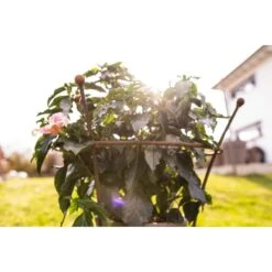 Eleo Pflanzenstütze Grosetto 95 Cm X Ø 68 Cm Unbeschichtet 7 Eleo Pflanzenstütze Grosetto 95 Cm X Ø 68 Cm Unbeschichtet -Doppler Verkäufe 2024 945270 4915 3