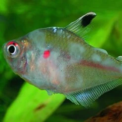 JBL Aquarium Heilmittel Ektol Bac Plus 250 200 Ml -Doppler Verkäufe 2024 ktol bac plus 250 200 ml 2