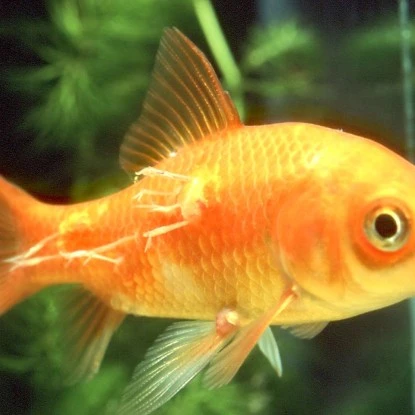 JBL Aradol Plus 250 Gegen Parasitenbefall 100 Ml 4 JBL Aradol Plus 250 Gegen Parasitenbefall 100 Ml – Bild 2